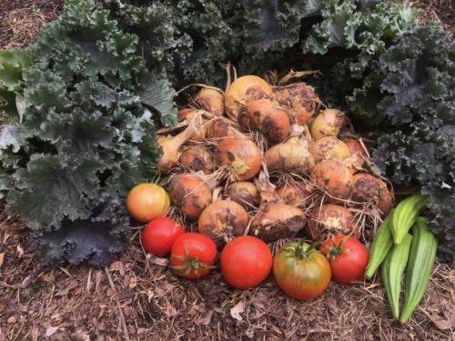 Kale, Onions, Tomatoes, Okra8/1/2018