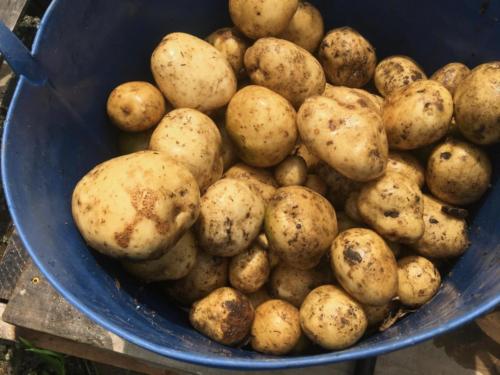 Potatoes in Blue Plastic Bin8/8/2018