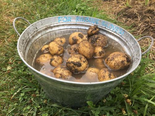 Potatoes in Metal Bin7/31/2016