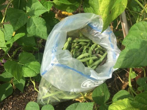 Edamame Beans in Plastic Bag8/28/2016